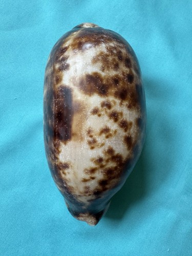 Grande cypraea testudinaria - grande,