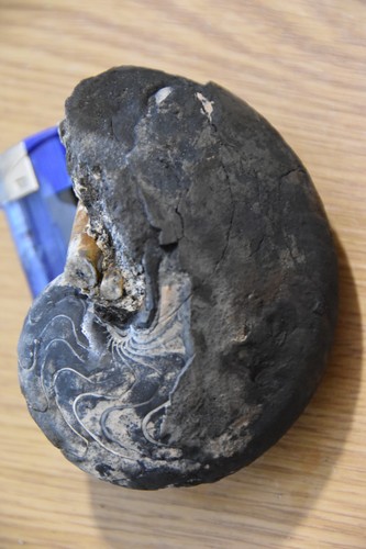 Grand nautiloides gryphoceras - ,