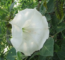 Datura wrightii Regel 1859 10