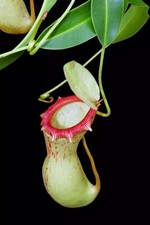 Pianta carnivora nepenthes - carnivora,