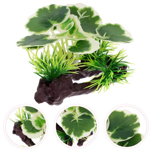 Piante per acquario - ,