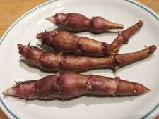 Rubino Aurora Carciofo