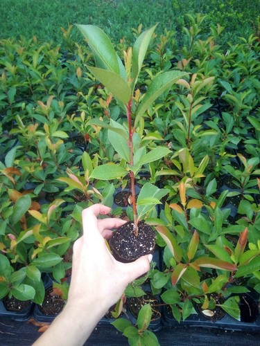 Photinia fotinia fraseri - fotinia, red