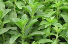 STEVIA REBAUDIANA, 50 SEMI + SPEDIZIONE GRATUITA
