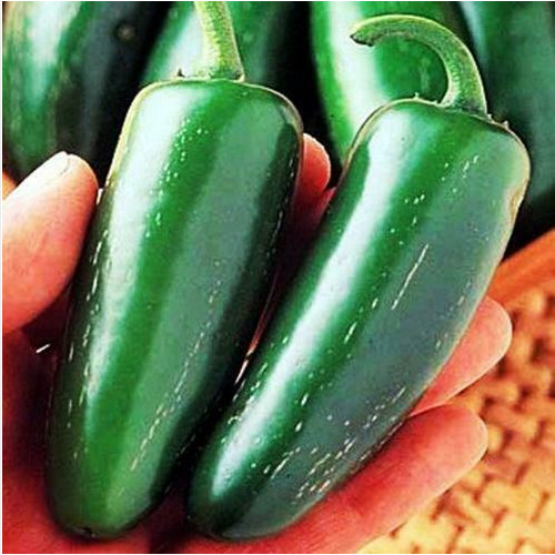Jalapeno gigante semi - jalapeno, 25