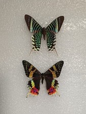 Madagascan Sunset Moth Set