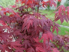 15 semi acero rosso a ventaglio Acer palmatum atropurpureum bonsai albero ornamentale giardino 