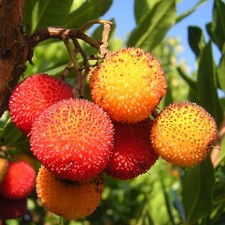Arbutus Unedo - Corbezzolo