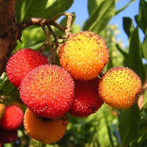 Arbutus unedo corbezzolo - arbutus,