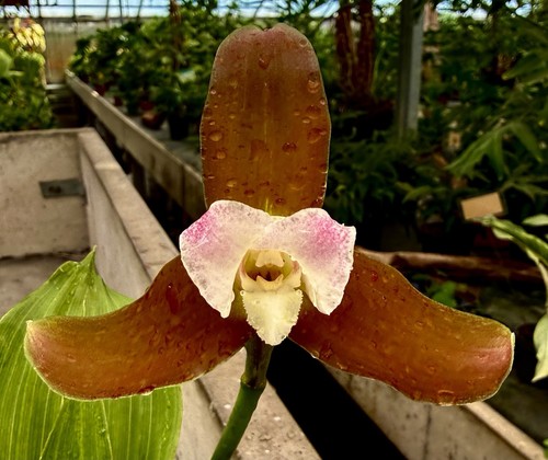 Lycaste species select - select, 1