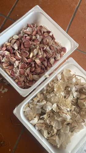 Sementa aglio rosso - rosso, di