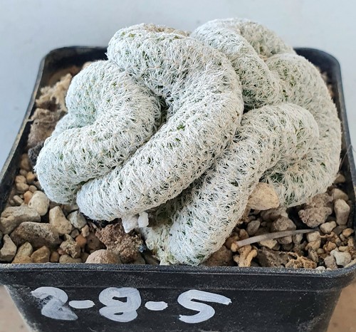 Mammillaria humboldtii