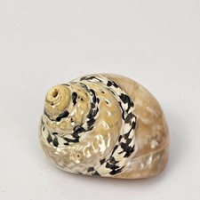 Conchiglia Marina Vintage