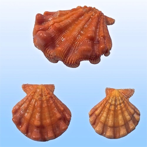 Pectinidae nodipecten - pectinidae,,