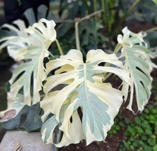 UT 2885XP Monstera White Ghost