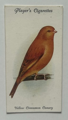 Giocatore aviaria uccellini - giocatore,
