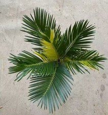 Cycas revoluta Thunb giardino