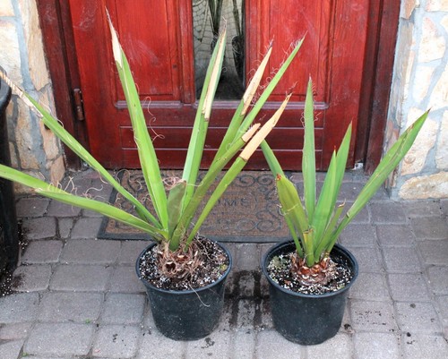 Yucca faxoniana dal - , messico
