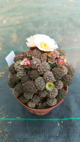 Puna bonnieae innestata