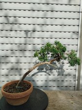 Bonsai di Ginepro SABINA española SHARI!!