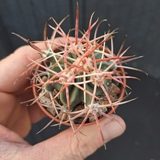 Echinocactus parryi juarez - echinocactus,