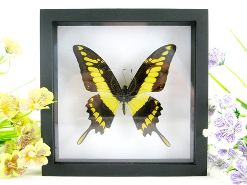 King swallowtail vera - swallowtail,