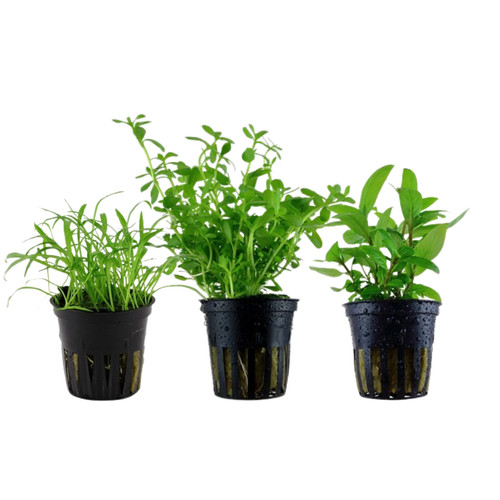 Piante set con - piante,