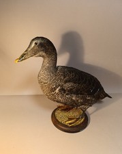 Taxidermy, Cabinet De Curiosites, Birds: Edredone Femmina