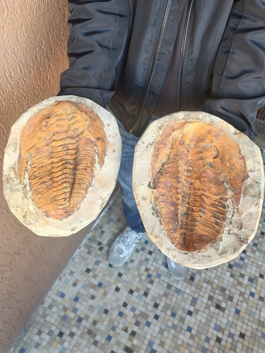 Fossili grande ammonite - fossili, *