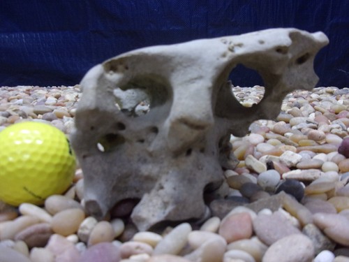 Texas holey rock - 02#,
