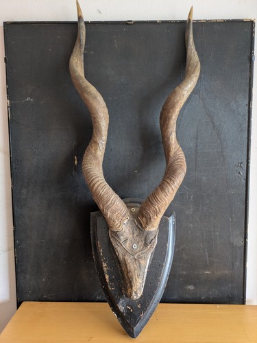 Corna originali kudu - corna,