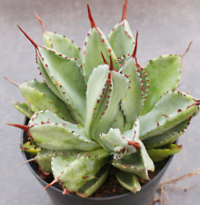 Rara Pianta Succulenta Agave