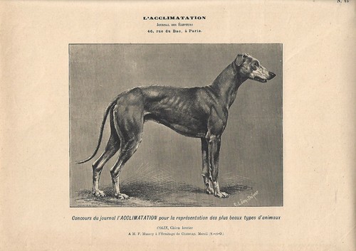 Stampa antica cane levriero - stampa,