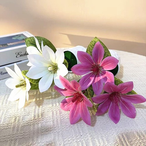 Pianta seta magnolia - pianta,