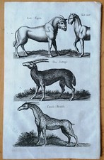 Merian/Johnston incisione su