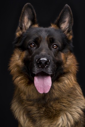 Pastore tedesco dog regalo - ,