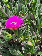 Carpobrotus x 10 Cuttings