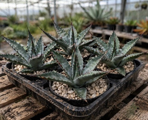 Agave mckelveyana seeds - -,