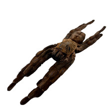 Chinese earth tiger / bird spider (Cyriopagopus schmidti) Entomology specimen