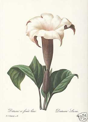 Datura laevis stechapfel - datura,