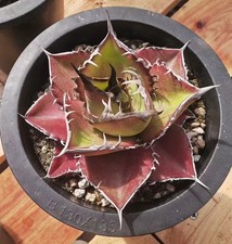 Agave titanota "shiwei"