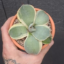 Agave parryi f.  MARGINATA