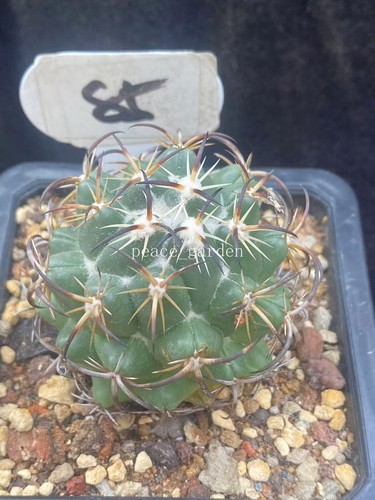 Rara pianta succulenta