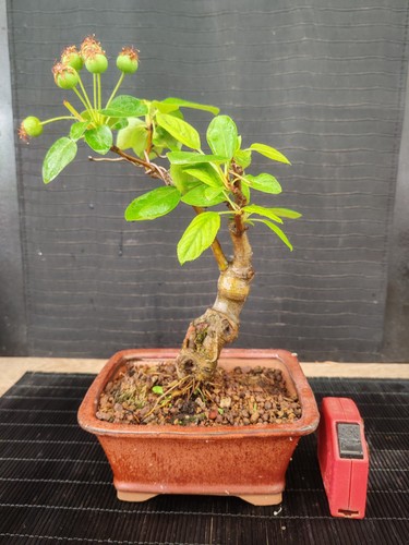 Bonsai melo 32 cm - , h