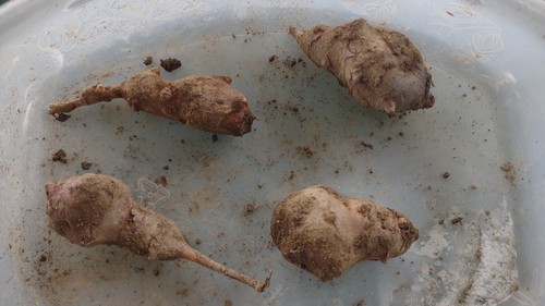 Grandi tuberi carciofo di - tuberi,