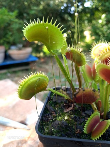 Dionaea muscipula dentate - dionaea,