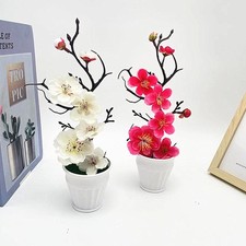 Bonsai di Prunus Mume