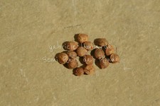 LUPPOLO - HUMULUS LUPULUS, 15