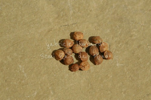 Luppolo humulus lupulus 15 - -,
