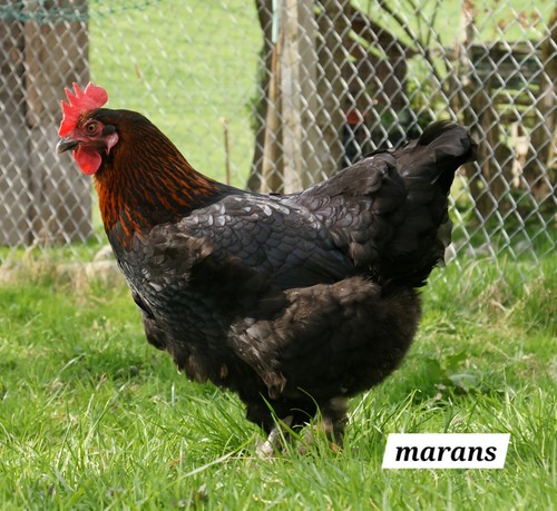 Uova fertili feconde marans - ,